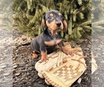 Small #4 Dachshund