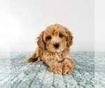 Small #3 Cavapoo (Miniature)