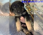Small Photo #2 German Shepherd Dog Puppy For Sale in CLAREMONT, NC, USA