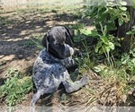 Small Photo #56 German Shorthaired Pointer Puppy For Sale in EVANSVILLE, WY, USA