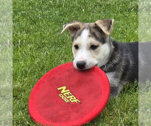 Kojak - Male Siberian Husky-Unknown Mix Dog for Adoption - Photo #19