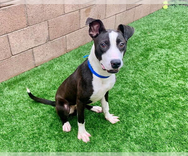 Medium Photo #1 Labrador Retriever-Unknown Mix Puppy For Sale in Moreno Valley, CA, USA