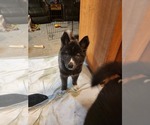 Small Photo #14 Siberian Husky Puppy For Sale in GONZALES, LA, USA