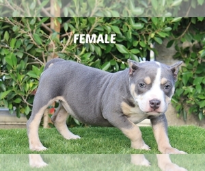 American Bully Puppy for sale in SOUTH GATE, CA, USA