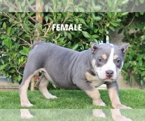 Medium American Bully