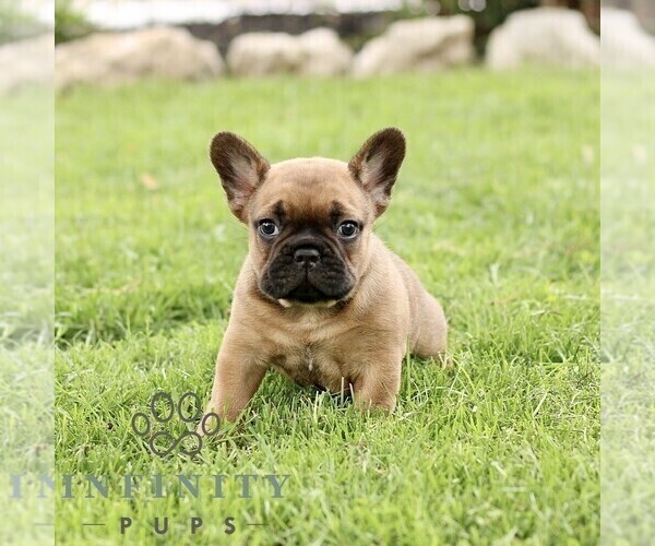 Medium Photo #1 French Bulldog Puppy For Sale in RONKS, PA, USA