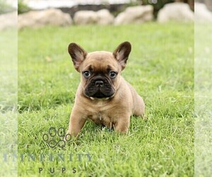 French Bulldog Puppy for sale in RONKS, PA, USA