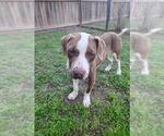 Small #5 American Staffordshire Terrier-Labrador Retriever Mix