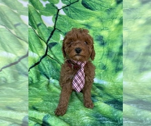 Poodle (Toy) Puppy for Sale in LANCASTER, Pennsylvania USA
