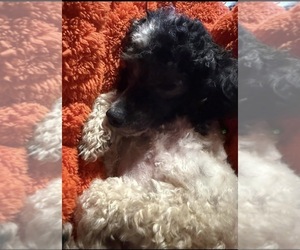 Father of the Maltipoo (Miniature) puppies born on 07/25/2026