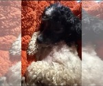 Small Photo #1 Maltipoo (Miniature) Puppy For Sale in VENETA, OR, USA