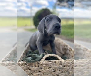 Great Dane Puppy for sale in CLEVELAND, TN, USA