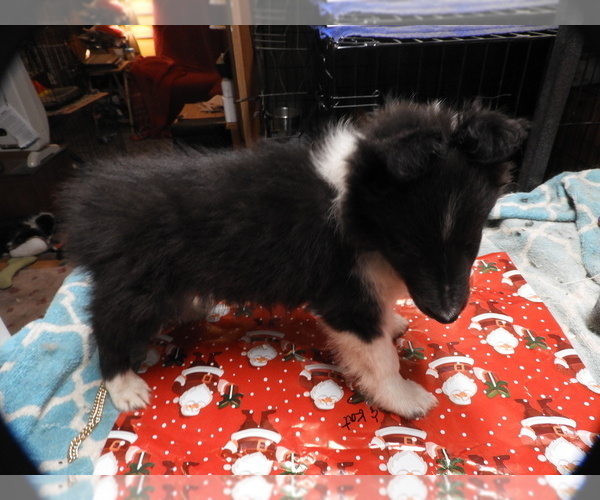 Medium Photo #6 Shetland Sheepdog Puppy For Sale in BAINBRIDGE, NY, USA