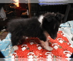 Small #5 Shetland Sheepdog