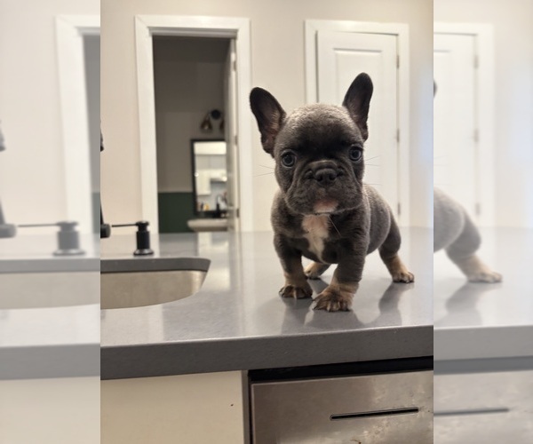 Medium Photo #3 French Bulldog Puppy For Sale in ATLANTA, GA, USA