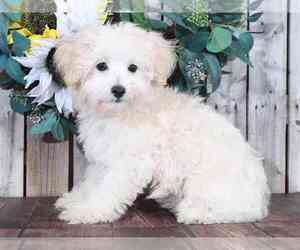 Maltipoo Puppy for sale in MOUNT VERNON, OH, USA