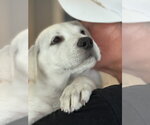 Small Photo #4 Labrador Retriever-Unknown Mix Puppy For Sale in San Diego, CA, USA