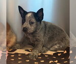 Harry - Male Mutt Dog for Adoption - Small photo