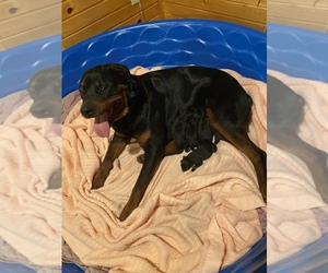 Rottweiler Puppy for sale in FARIBAULT, MN, USA