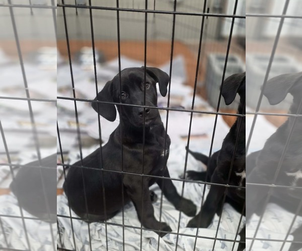 Medium Photo #2 Labrador Retriever-Unknown Mix Puppy For Sale in SHERBURNE, NY, USA