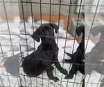 Small #1 Labrador Retriever Mix