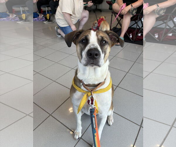 Medium Photo #1 Anatolian Shepherd-English Foxhound Mix Puppy For Sale in Brooklyn Center, MN, USA