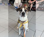 Small Anatolian Shepherd-English Foxhound Mix