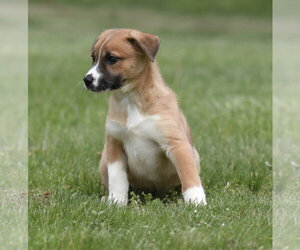Australian Shepherd-Unknown Mix Dogs for adoption in Mechanicsburg, PA, USA