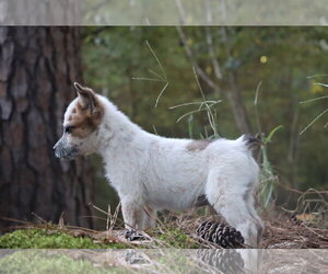 Blaine - Female Mutt Dog for Adoption - Photo #3