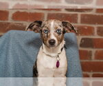 Small Catahoula Leopard Dog-Labrador Retriever Mix