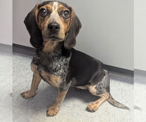 Beagle Dogs for adoption in Evansville, IN, USA