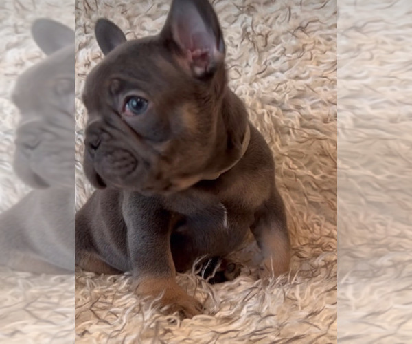 Medium Photo #3 French Bulldog Puppy For Sale in BRENTWOOD, CA, USA