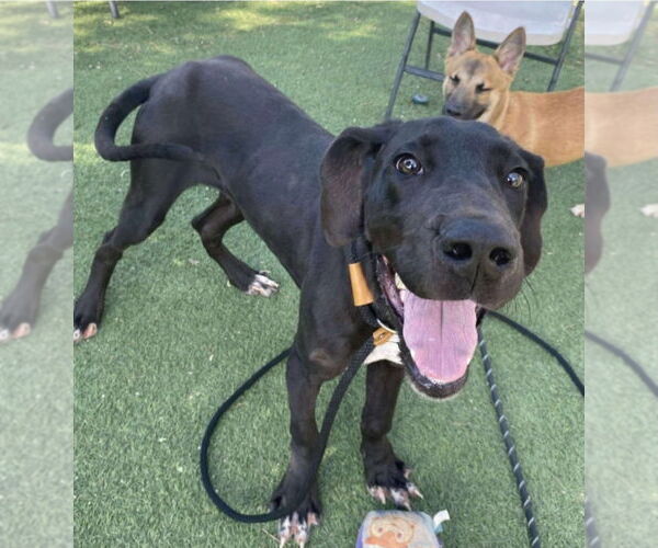 Medium Photo #3 Great Dane-Unknown Mix Puppy For Sale in Lakewood, CO, USA