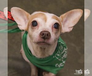 Chihuahua-Unknown Mix Dogs for adoption in Washington, DC, USA