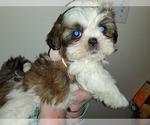 Puppy Puppy 2 Shih Tzu