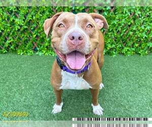 American Pit Bull Terrier Dogs for adoption in West Palm Beach, FL, USA