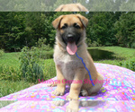 Small #2 German Shepherd Dog