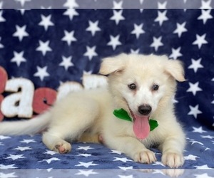 American Eskimo Dog Puppy for sale in LANCASTER, PA, USA
