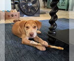 Small Photo #5 Golden Labrador Puppy For Sale in Cave Creek, AZ, USA