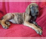 Small Photo #16 Great Dane Puppy For Sale in MURRAY, KY, USA