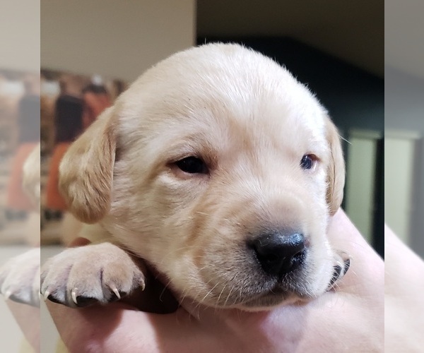 Medium Photo #13 Labrador Retriever Puppy For Sale in OLYMPIA, WA, USA