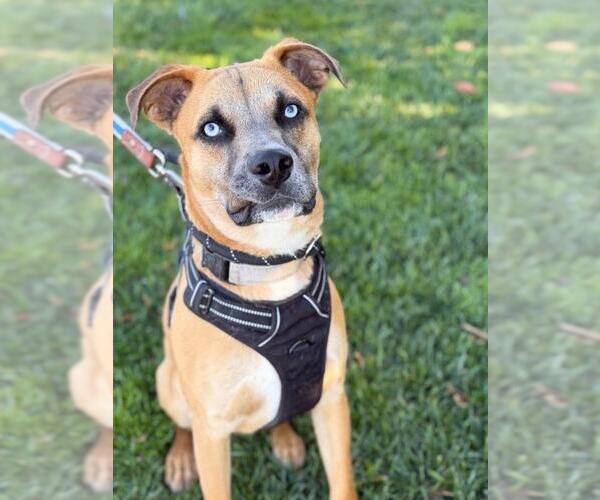 Medium Photo #1 German Shepherd Dog-Rhodesian Ridgeback Mix Puppy For Sale in Santa Maria, CA, USA