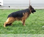 Small Photo #4 German Shepherd Dog Puppy For Sale in TACOMA, WA, USA