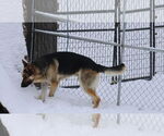 Small #33 German Shepherd Dog