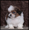 Small Photo #15 Shih Tzu Puppy For Sale in COPPOCK, IA, USA