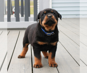 Rottweiler Puppy for sale in EAST EARL, PA, USA