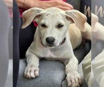 Small #3 Labrador Retriever Mix