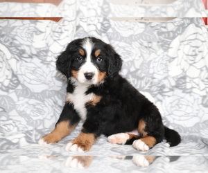 Bernese Mountain Dog Puppy for sale in SHILOH, OH, USA