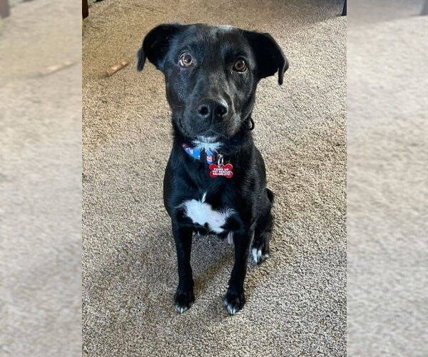 Medium Photo #3 Mutt Puppy For Sale in Sheboygan, WI, USA