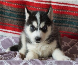 Siberian Husky Puppy for sale in FREDERICKSBG, OH, USA